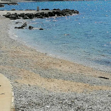 Charming Tulip On The Sea *